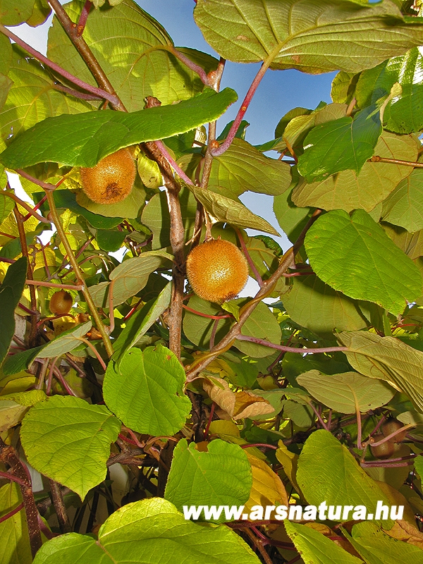 Kivi, Actinidia chinensis, Kert, kertpts